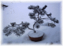 Bonsai im Winter